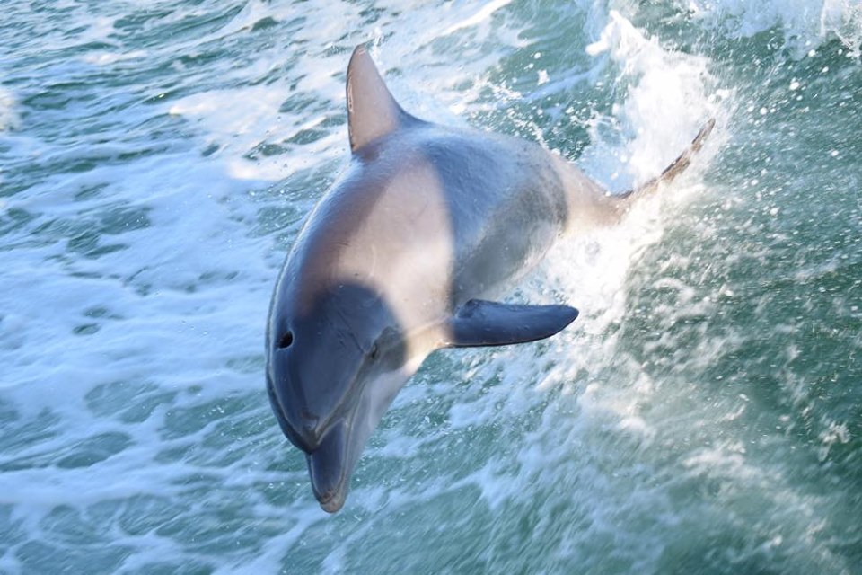 Panama City Beachers can take a dolphin tour. Waverunners are an option for those looking for something more adventurous. Our tour boats can take you and your family on a comfortable ride as we search for wild dolphins. Your trip will be unforgettable! You can even take video and photos.