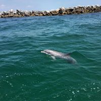 If conditions allow, guests are permitted to go in the water if dolphins are nearby. Safety is always our top priority. Your captain's instructions will help you safely snorkel around marine mammals.