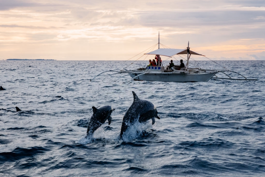 Dolphin Tours & Snorkel Tours to the beautiful Gulf of Mexico are always unforgettable. For a memorable experience, we'll take you to the Island and bring you up close to the dolphins. The island is a great place to snorkel and explore shelling.