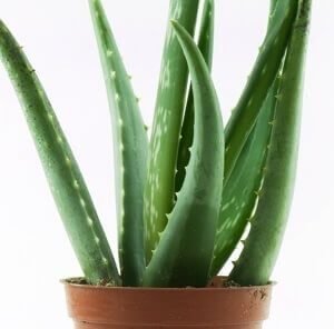 after sun ohne aloe vera Ocean Potion After-Sun Gel main image 1