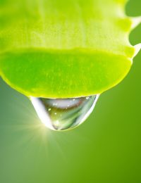 Aloe Vera Gel for Slippier Sex | The People's Pharmacy