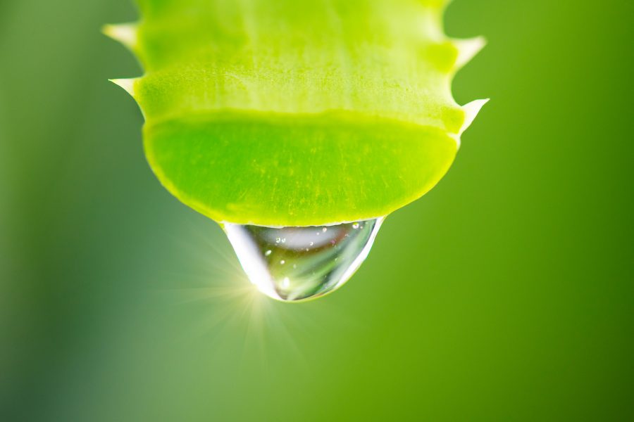 is aloe vera gel a water based lubricant Aloe Vera Gel for Slippier Sex