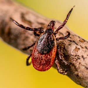 An adult black legged tick (Ixodes scapularis).
