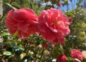 Camellia in NC spring 2024
