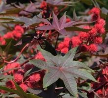 Castor Bean Plant (Ricinus communis)