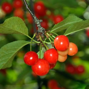 Overcoming Insomnia with Tart Cherry Juice | The People's Pharmacy