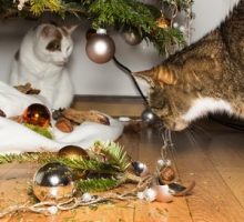 Two cats have created a Christmas accident by breaking some ornaments