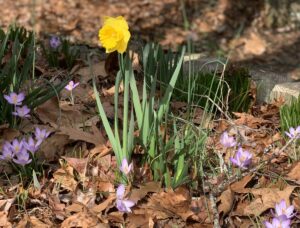 Daffodil and crocuses are harbingers of spring