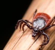 adult female deer tick crawling on piece of straw
