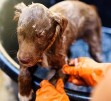 removing the skunk smell from a dog with home remedies