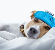 Dog with an icepack on his head