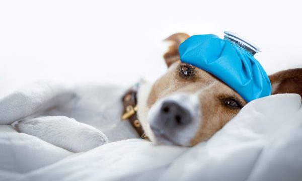 can dogs get brain freeze from eating ice