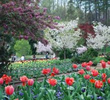 Spring flowers in bloom in a botanical garden