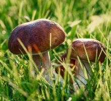 mushrooms growing in field