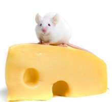Fat White Mouse Perched On A Large Block Of Cheese