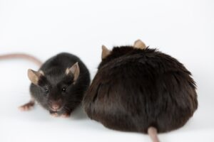 fat mouse demonstrates diet-induced obesity