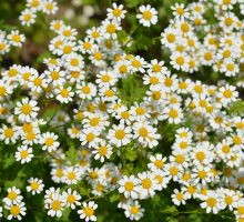 Multiple feverfew blossoms with white petals and yellow centers to be taken at the first sign of migraine
