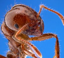 a close up of a fire ant