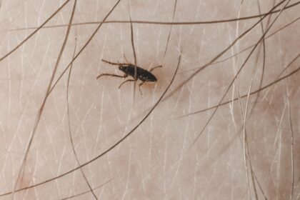 flea and tick bites transmit dangerous pathogens to humans