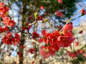 picture of flowering quince