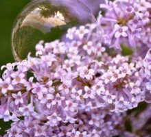 french lilac flowers