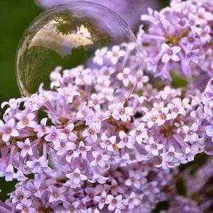 french lilac flowers