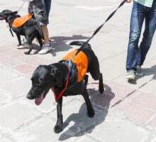 service dogs in training