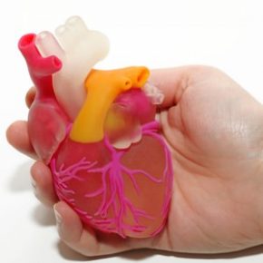 One Female Hand Holding 3D Printed Human Heart