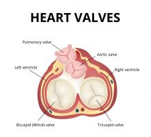 heart valves
