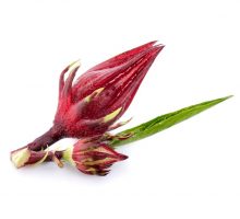 Hibiscus sabdariffa or roselle fruits Hibiscus sabdariffa