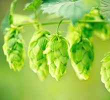 Fresh and Ripe Hops ready for harvesting on the vine