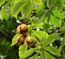 Horse-chestnuts on conker tree branch - Aesculus hippocastanum fruits.