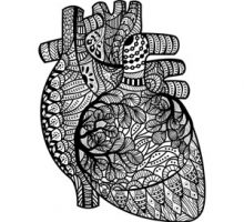 An artistic illustration of a human heart
