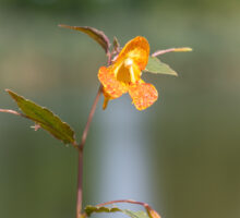 Jewel weed (Impatiens capensis) is a natural remedy for poison ivy
