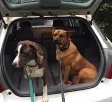 two dogs in car waiting for dog owners to take them for a walk