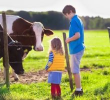Happy kids feeding cows on a farm