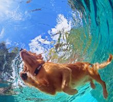 Underwater photo of golden labrador retriever puppy in outdoor swimming pool