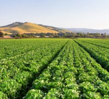 Large lettuce field