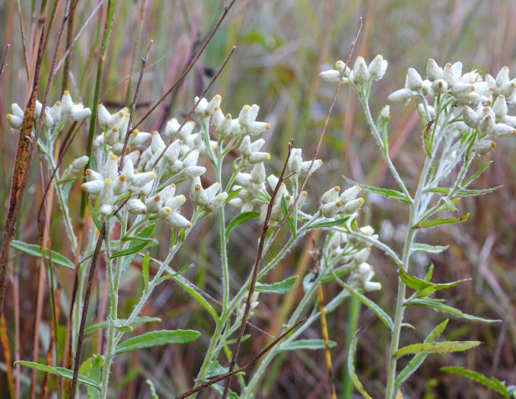 Do You Know This Surprisingly Versatile “Life Everlasting” Herb?