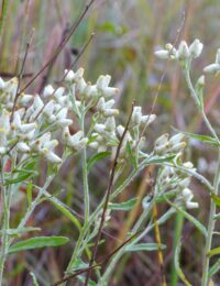is rabbit tobacco illegal has many medicinal uses Pseudognaphalium obtusifolium (blunt-leaved rabbit-tobacco): Go