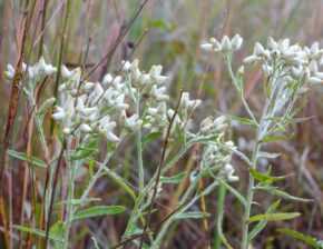 Do You Know This Surprisingly Versatile “Life Everlasting” Herb?