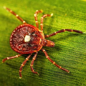 An adult lone star tick crawling on a blade of grass.