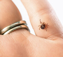An adult lone star tick crawling on a person's hand.