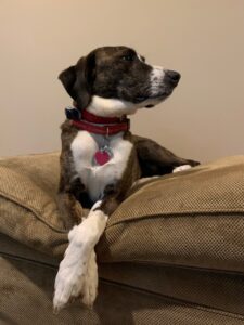 LuLu relaxing before a walk