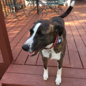 A hound dog treated with flea and tick medicines