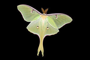 Luna moth on black background