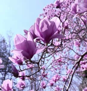 Magnolia tree in springtime