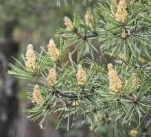 cones hold pine pollen, May cause allergy symptoms