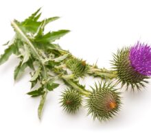 milk thistle leaves and flowers