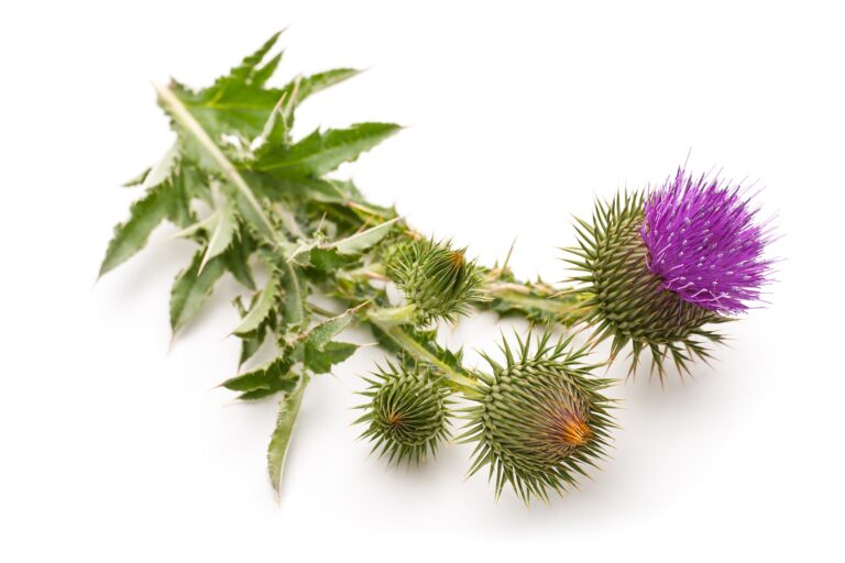 milk thistle leaves and flowers